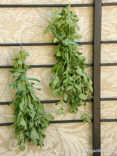 Heirloom Italian Oregano 5 Heirloom Italian Oregano - Image 3