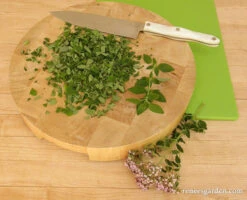 Heirloom Italian Oregano 12 Heirloom Italian Oregano -Parkseed Shop oregano italian 05