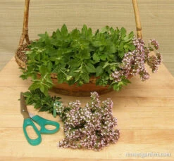Heirloom Italian Oregano 13 Heirloom Italian Oregano -Parkseed Shop oregano italian 06