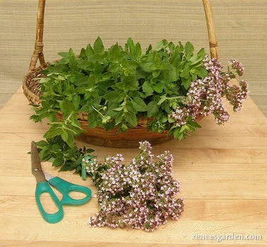 Heirloom Italian Oregano 8 Heirloom Italian Oregano - Image 6