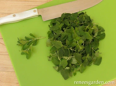 Heirloom Italian Oregano 4 Heirloom Italian Oregano - Image 2