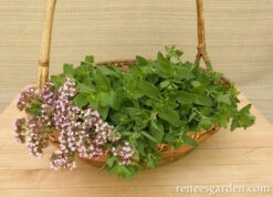 Heirloom Italian Oregano 11 Heirloom Italian Oregano -Parkseed Shop oregano italian 72dpi 3