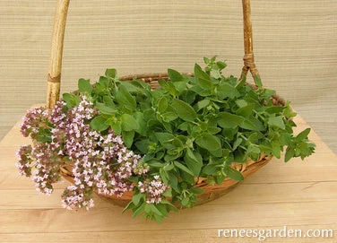 Heirloom Italian Oregano 6 Heirloom Italian Oregano - Image 4
