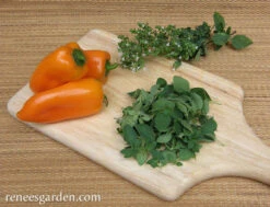 True Greek Oregano 8 True Greek Oregano -Parkseed Shop oregano true greek 72dpi 2