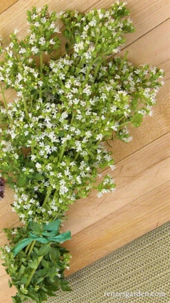 True Greek Oregano 9 True Greek Oregano -Parkseed Shop oregano true greek 1