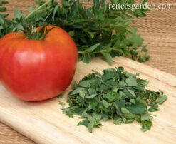 White Flowered Greek -Parkseed Shop oregano white flower greek 72dpi 1