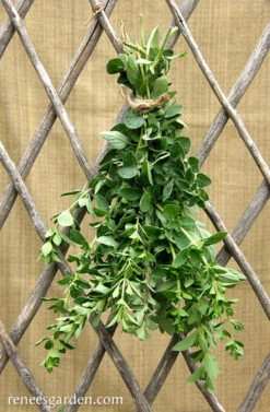 White Flowered Greek -Parkseed Shop oregano white flower greek 72dpi 3