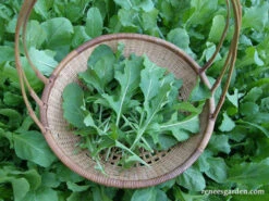 True Italian 10 True Italian -Parkseed Shop organic arugula true italian 05