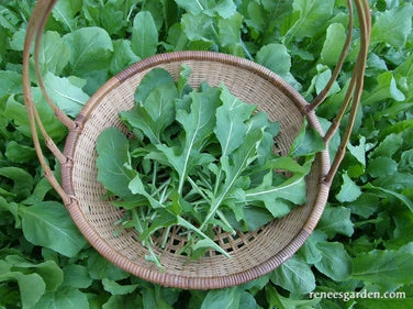 True Italian 6 True Italian - Image 4