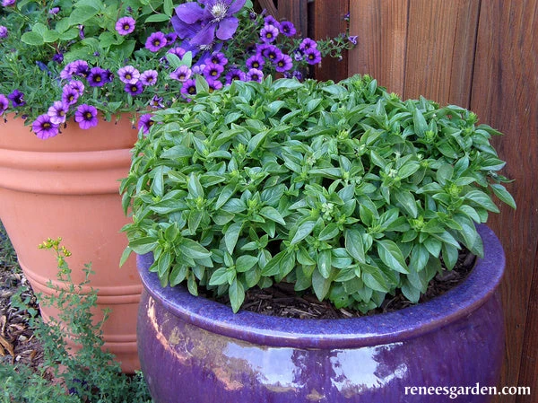 Spicy Globe 3 Spicy Globe - Image 2