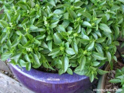 Spicy Globe 7 Spicy Globe -Parkseed Shop organic basil container spicyglobe 02