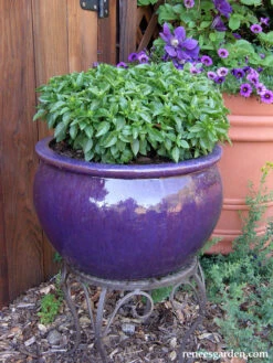 Spicy Globe 8 Spicy Globe -Parkseed Shop organic basil container spicyglobe 03