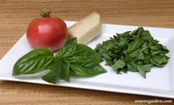 Italian Genovese -Parkseed Shop organic basil italiangenovese 02