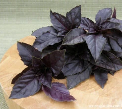 Purple Opal -Parkseed Shop organic basil purpleopal 02