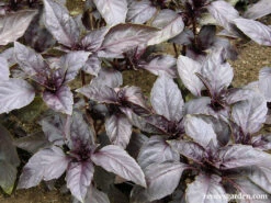 Purple Opal -Parkseed Shop organic basil purpleopal 03