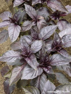 Purple Opal -Parkseed Shop organic basil purpleopal 04