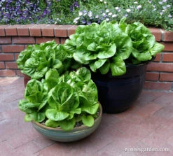 Jade Gem -Parkseed Shop organic lettuce container jade gem 02