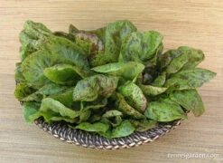 Flashy Trout Back -Parkseed Shop organic lettuce flashytroutback 01