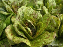 Flashy Trout Back -Parkseed Shop organic lettuce flashytroutback 02
