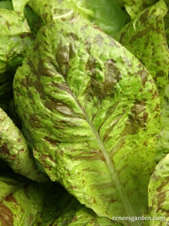 Flashy Trout Back -Parkseed Shop organic lettuce flashytroutback 04