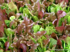 Five Variety Blend -Parkseed Shop organic lettuce heirloom 5varietymesclun 01