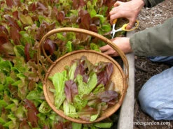 Five Variety Blend -Parkseed Shop organic lettuce heirloom 5varietymesclun 02