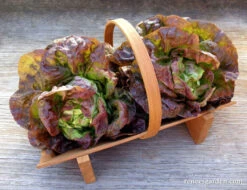 Patty's Choice 8 Patty's Choice -Parkseed Shop organic lettuce patty schoice 02