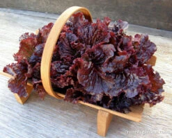 Redina -Parkseed Shop organic lettuce redina redleaf 01