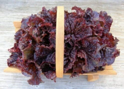 Redina -Parkseed Shop organic lettuce redina redleaf 02