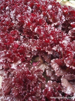 Redina -Parkseed Shop organic lettuce redina redleaf 04