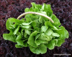 Jericho -Parkseed Shop organic lettuce romaine jericho 02