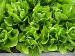Jericho -Parkseed Shop organic lettuce romaine jericho 03