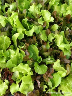 Renee's Baby Leaf Blend -Parkseed Shop organic lettuceRenee sbabyleaf 06