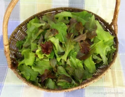 Renee's Baby Leaf Blend -Parkseed Shop organic lettucebabyleaf 03