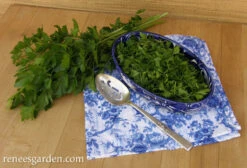 Italian “Gigante” Parsley -Parkseed Shop parsley gigante italian 72dpi 03