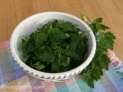 Italian “Gigante” Parsley -Parkseed Shop parsley gigante italian 72dpi 05