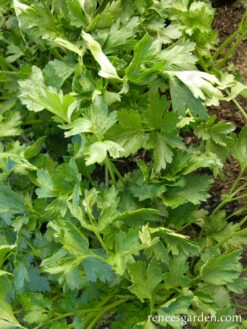 Italian Large Leaf -Parkseed Shop parsley organic large leaf italian 72dpi 04