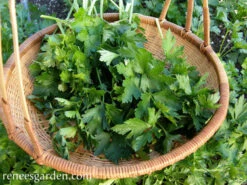 Italian Large Leaf -Parkseed Shop parsley organic large leaf italian 72dpi 05