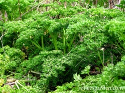 Sweet Curly Parsley -Parkseed Shop parsley sweet curly 72dpi 2