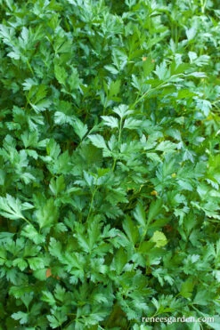 Italian Large Leaf -Parkseed Shop parsley organicitalianlargeleaf