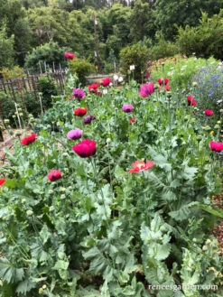 Pepperbox Poppy 30 Pepperbox Poppy -Parkseed Shop pepperboxpoppy3