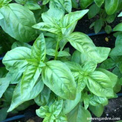Italian Pesto Basil -Parkseed Shop pestobasil
