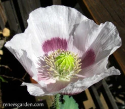 Hungarian Breadseed Poppy 24 Hungarian Breadseed Poppy -Parkseed Shop poppy hungarian 72dpi 2