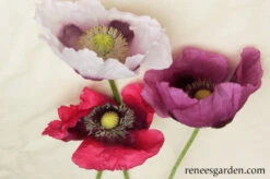 Pepperbox Poppy 34 Pepperbox Poppy -Parkseed Shop poppy pepperbox 72dpi 1