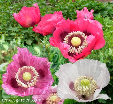 Pepperbox Poppy 19 Pepperbox Poppy - Image 17