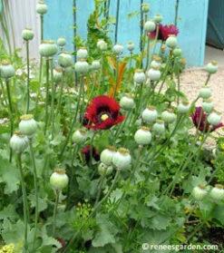 Pepperbox Poppy 32 Pepperbox Poppy -Parkseed Shop poppy pepperbox2 8519637a 06ef 4908 888f 12a150d29be2