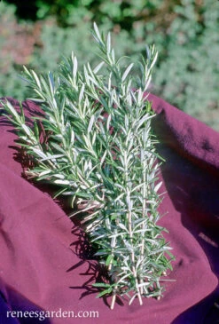 French Rosemary -Parkseed Shop rosemary culinary 72dpi 2