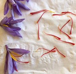 Saffron Crocus Bulbs 18 Saffron Crocus Bulbs -Parkseed Shop saffron harvest 81f71737 380c 4066 802b 814a3ccfc075