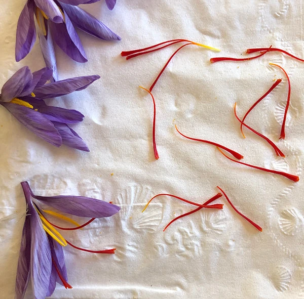 Saffron Crocus Bulbs 10 Saffron Crocus Bulbs - Image 8