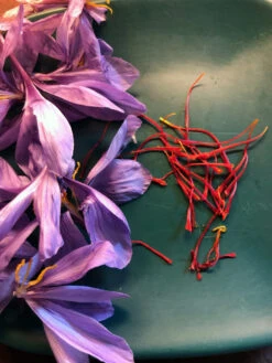 Saffron Crocus Bulbs 13 Saffron Crocus Bulbs -Parkseed Shop saffronharvest